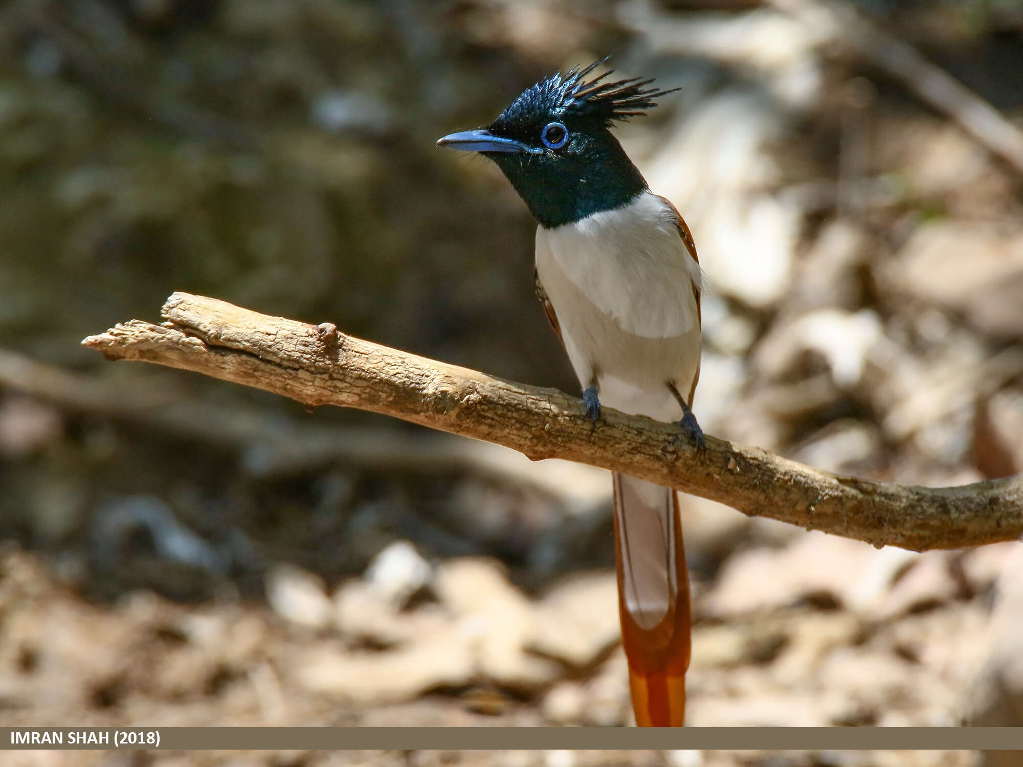 Image of Asian Paradise-Flycatcher