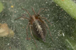 Image of Agelena labyrinthica (Clerck 1757)