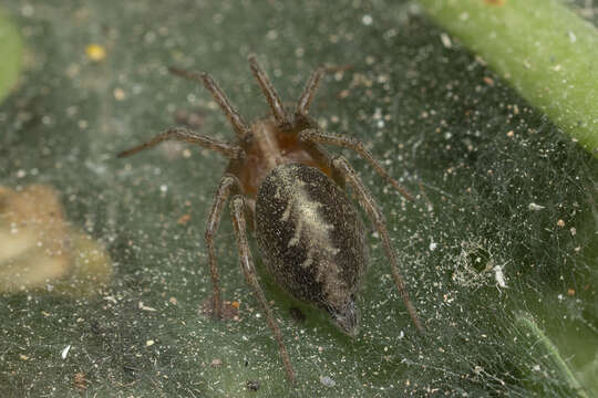 Image of Agelena labyrinthica (Clerck 1757)