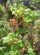Image of Rock Red Currant