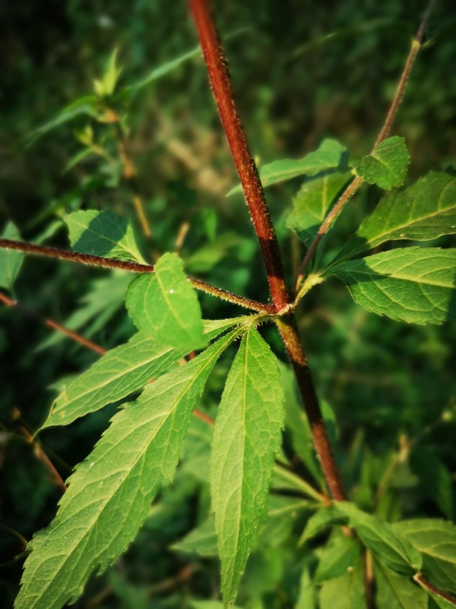 Image of hemp agrimony