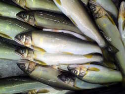 Image of ayu fishes