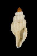 Image of Pseudodaphnella retellaria Hedley 1922