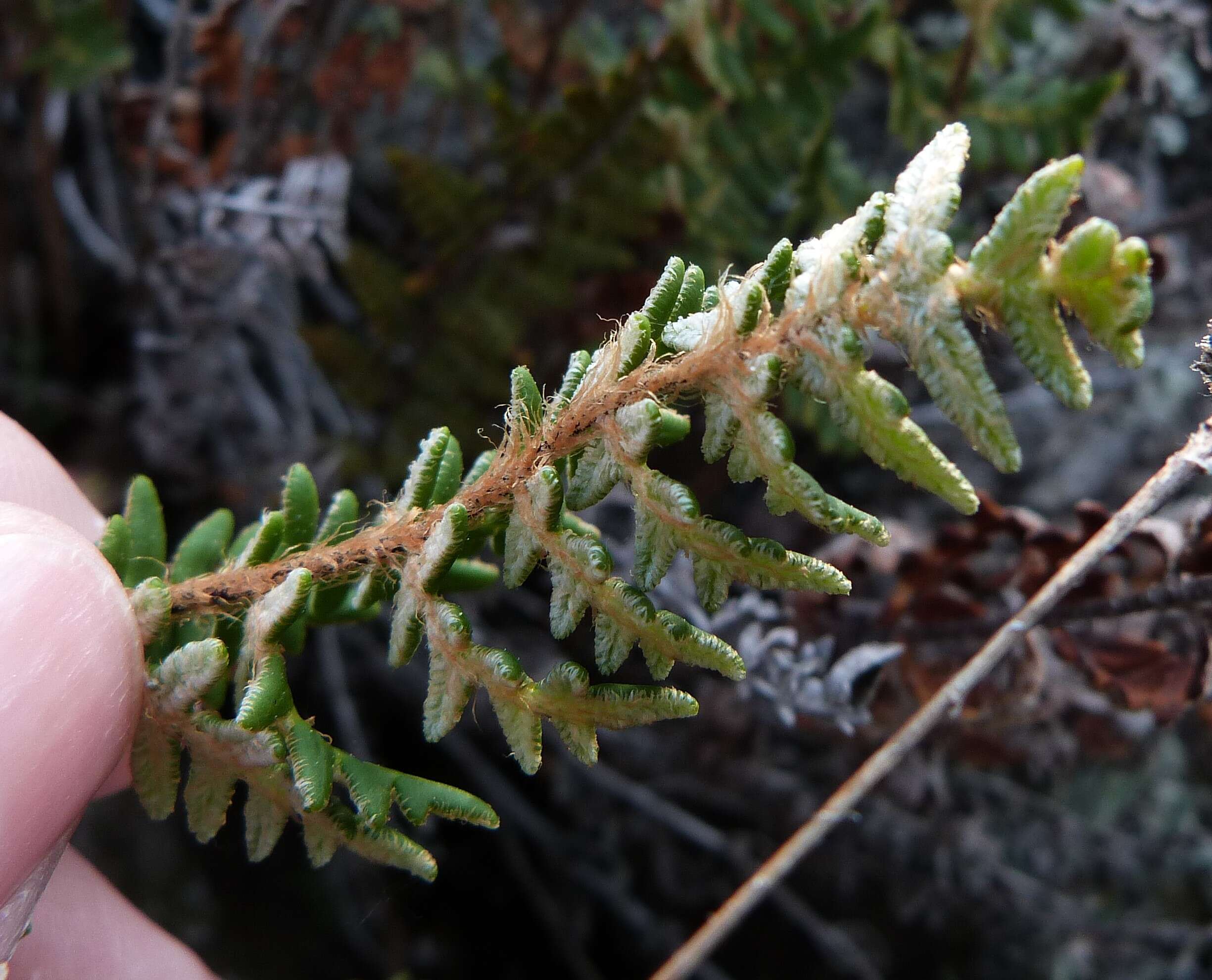 Image of Paragymnopteris