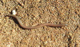 Image of Cregoe's Legless Skink