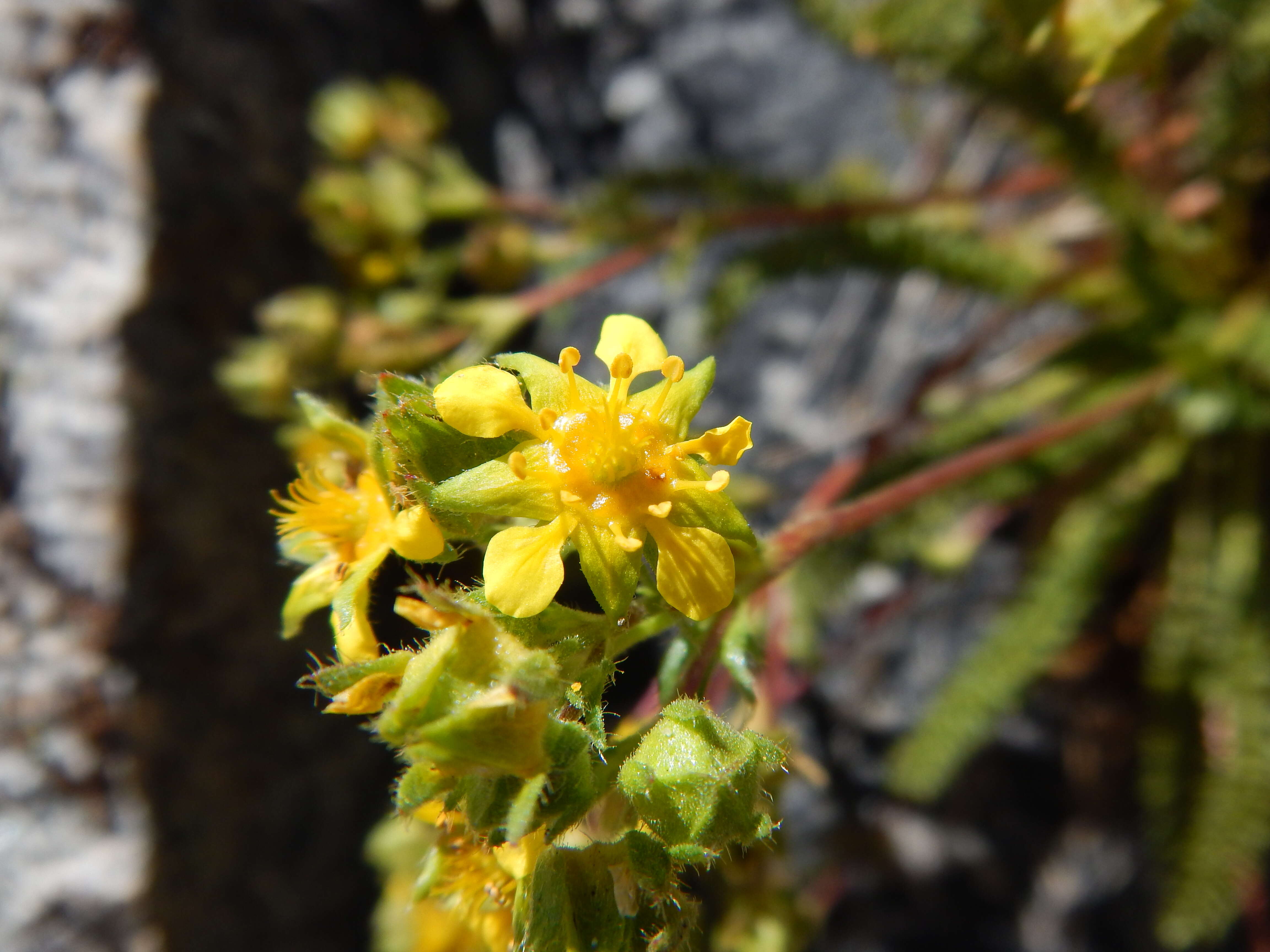 Image de Ivesia lycopodioides Gray