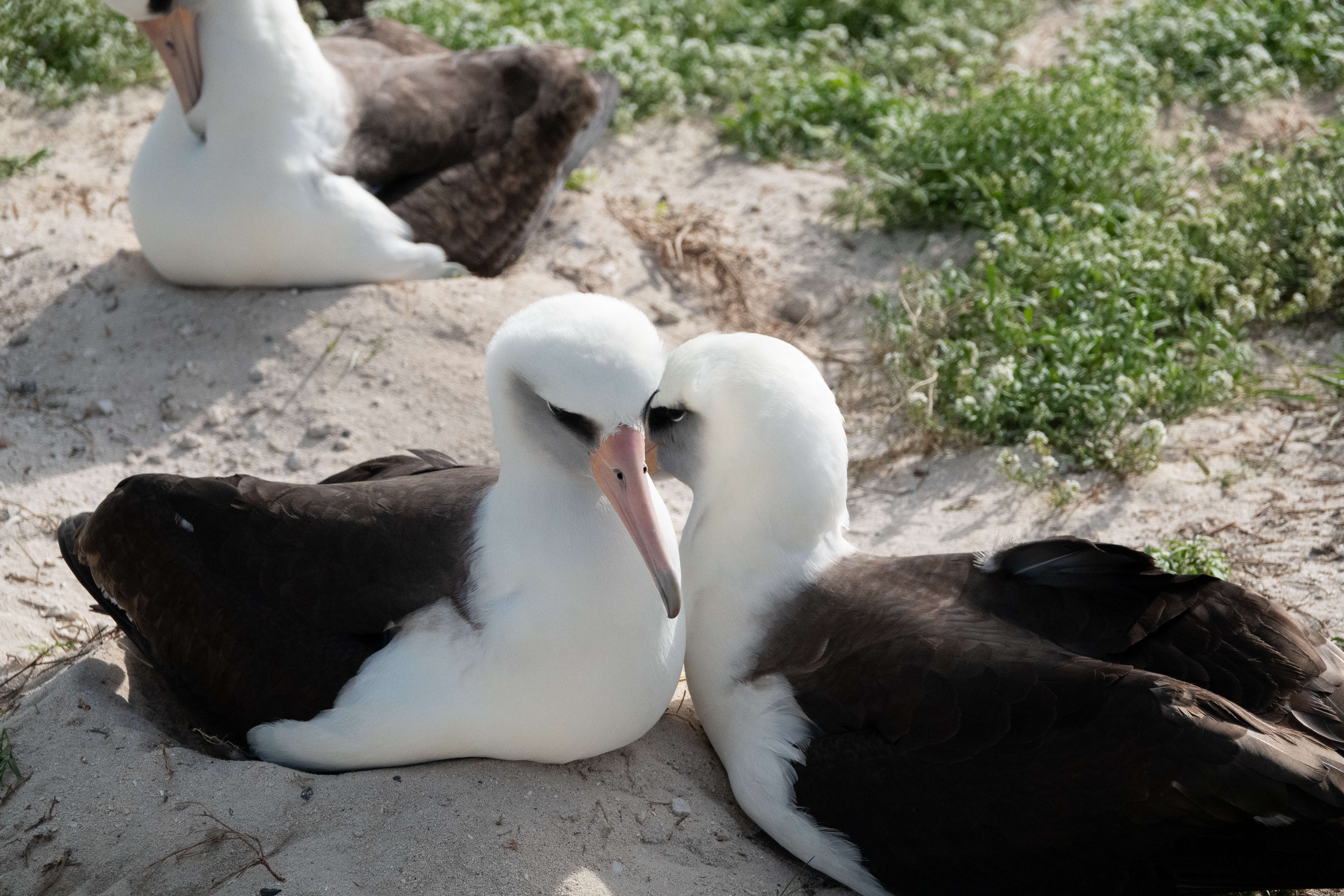 Image of Laysan Albatross