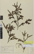 Image of Acrothamnus colensoi (Hook. fil.) Quinn