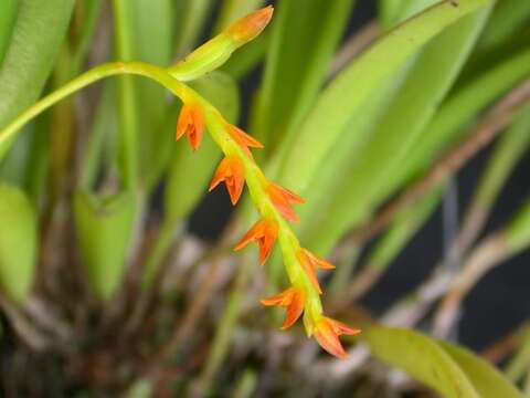 Image of Acianthera ochreata (Lindl.) Pridgeon & M. W. Chase