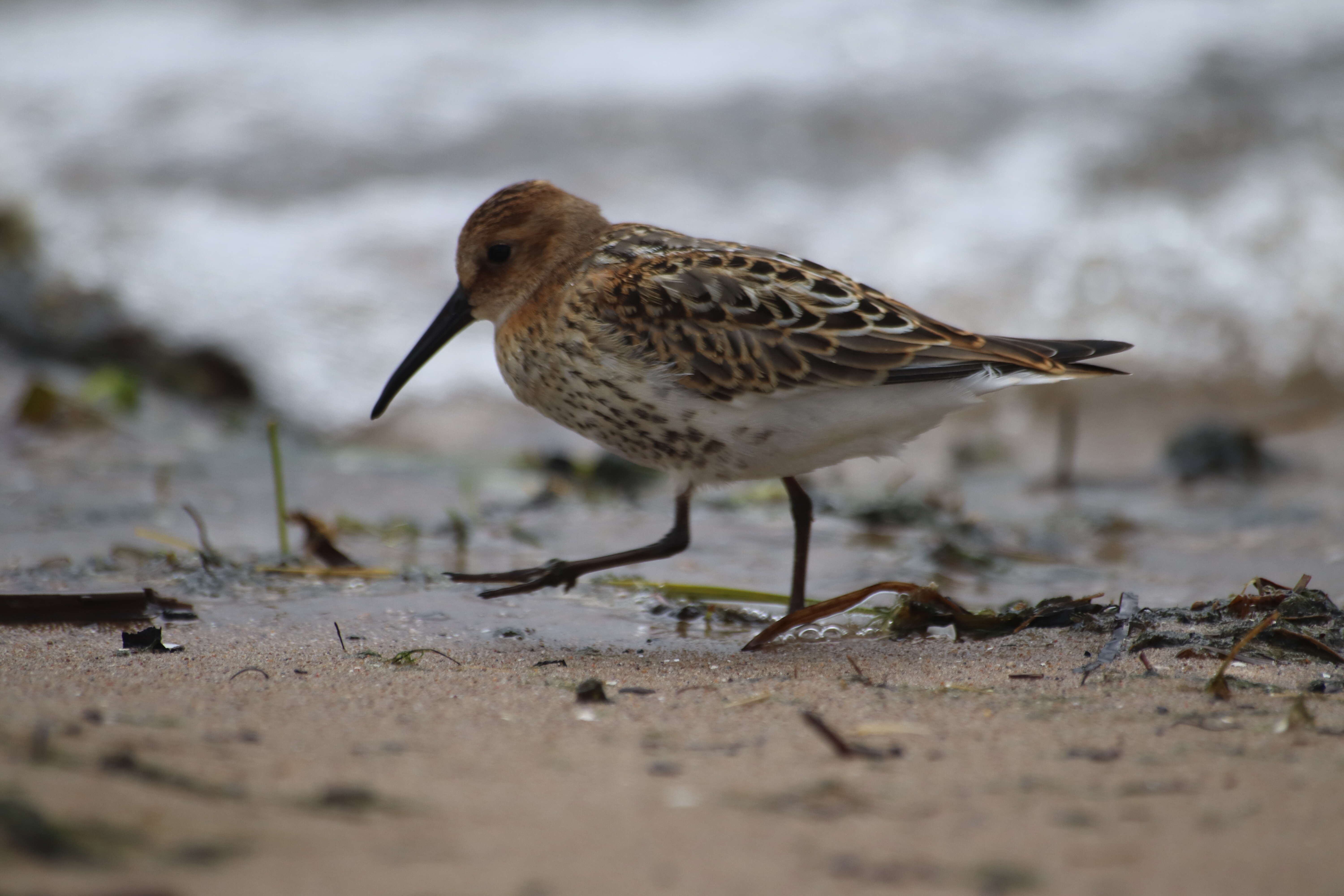 Image of Dunlin