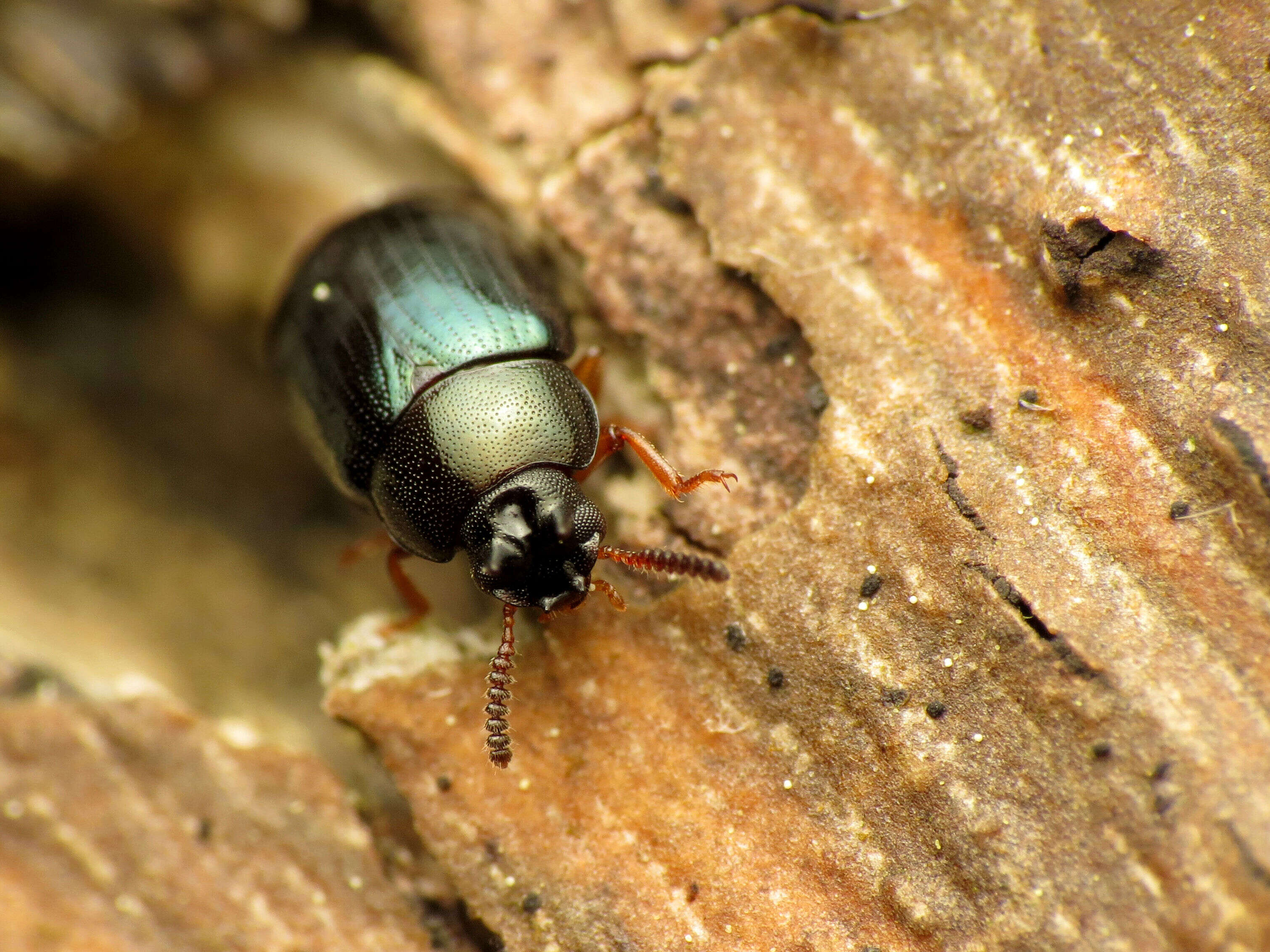 Imagem de Neomida bicornis (Fabricius 1777)