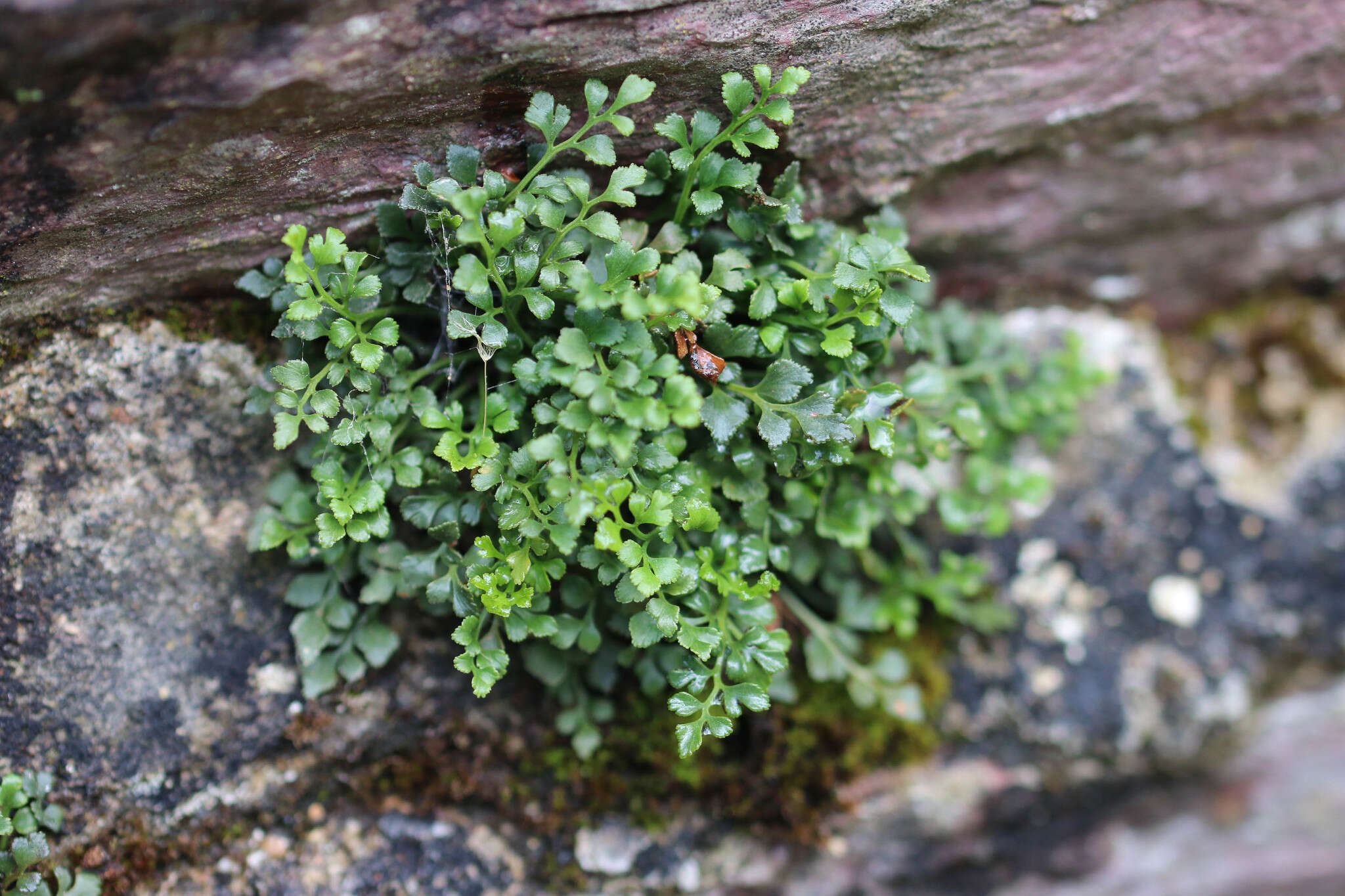 Image of Wall-rue