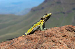 Image of Drakensberg Crag Lizard