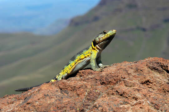 Image of Drakensberg Crag Lizard