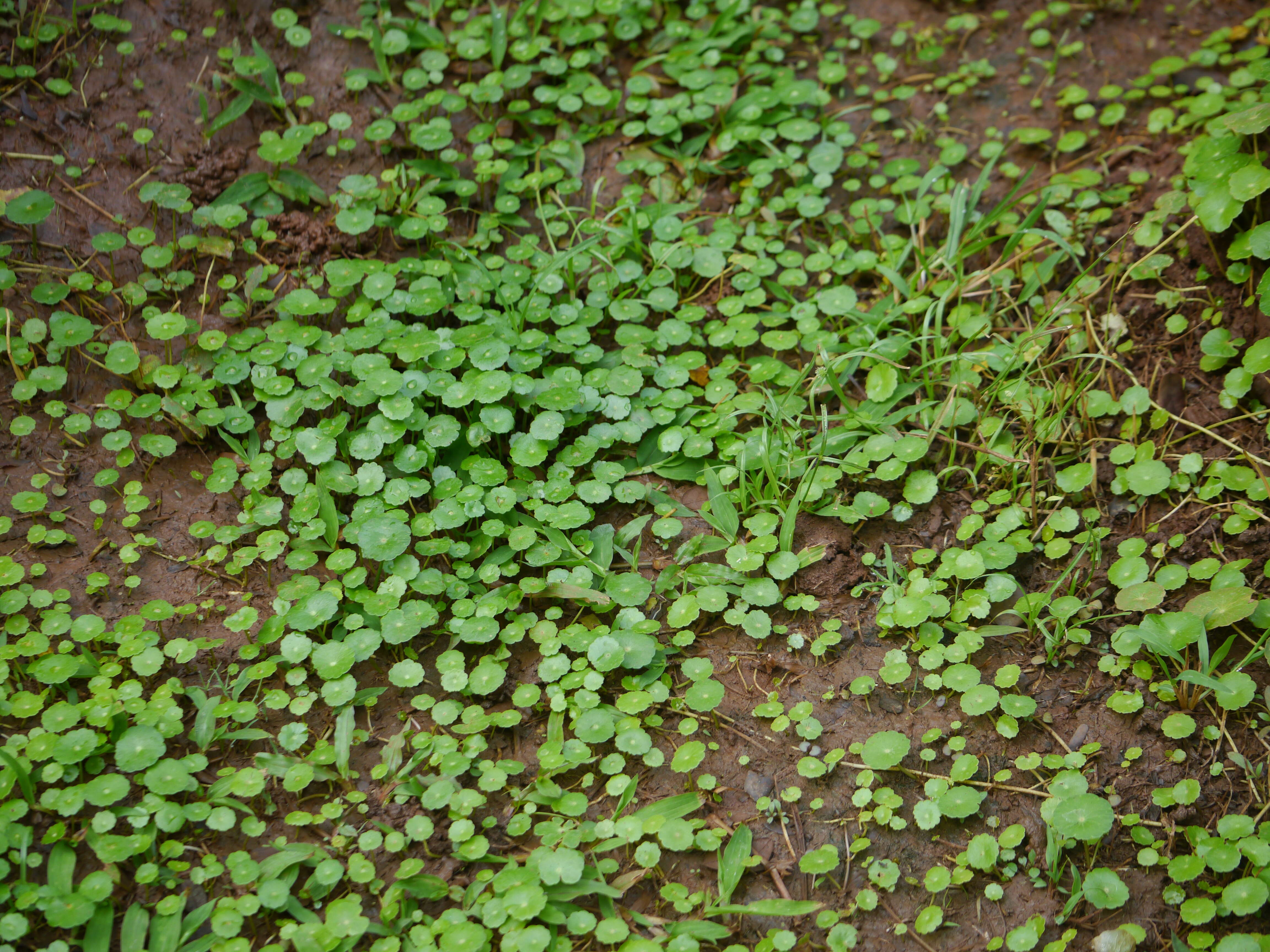 Image of whorled marshpennywort