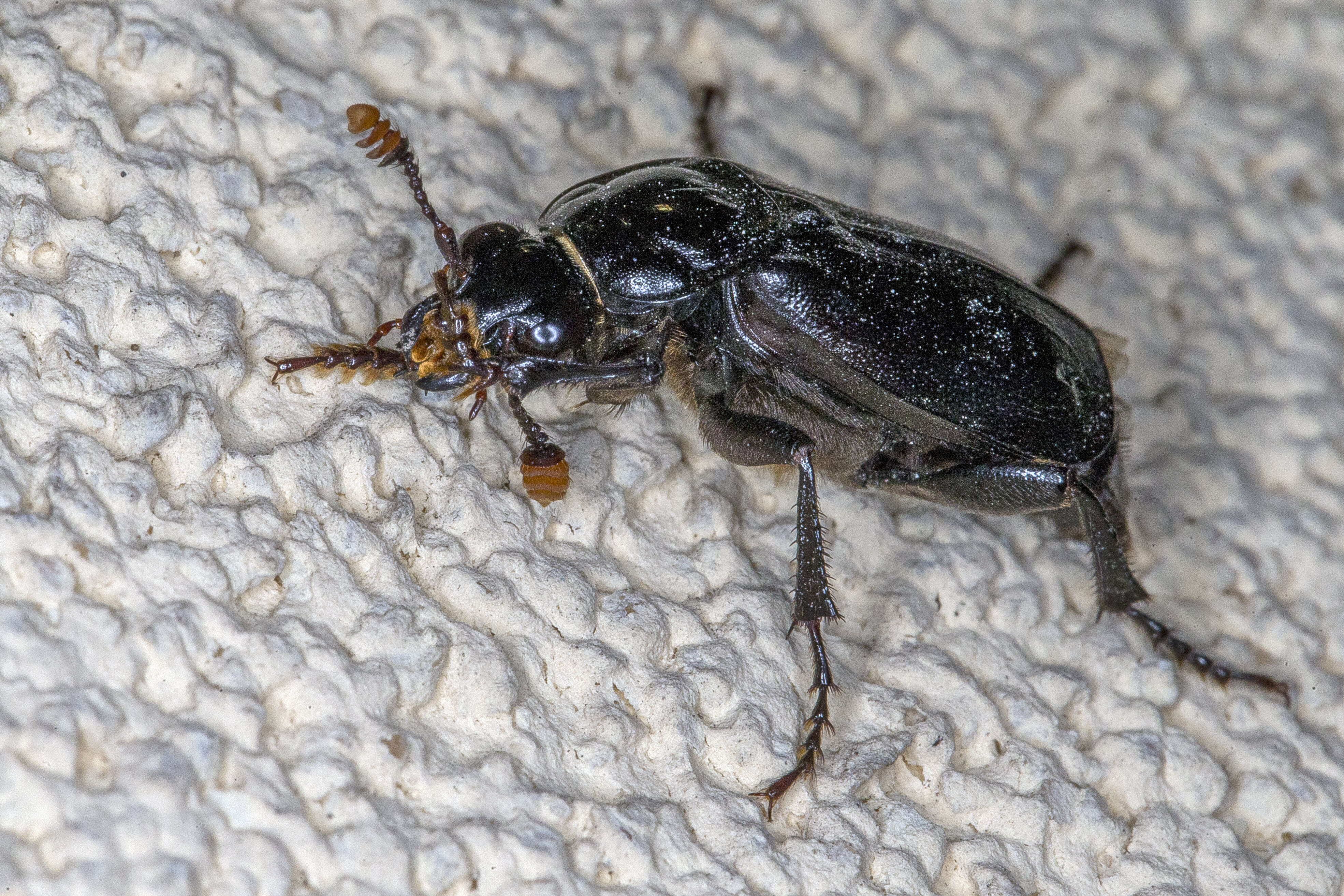 Image of Nicrophorus (Nicrophorus) humator (Gleditsch 1767)