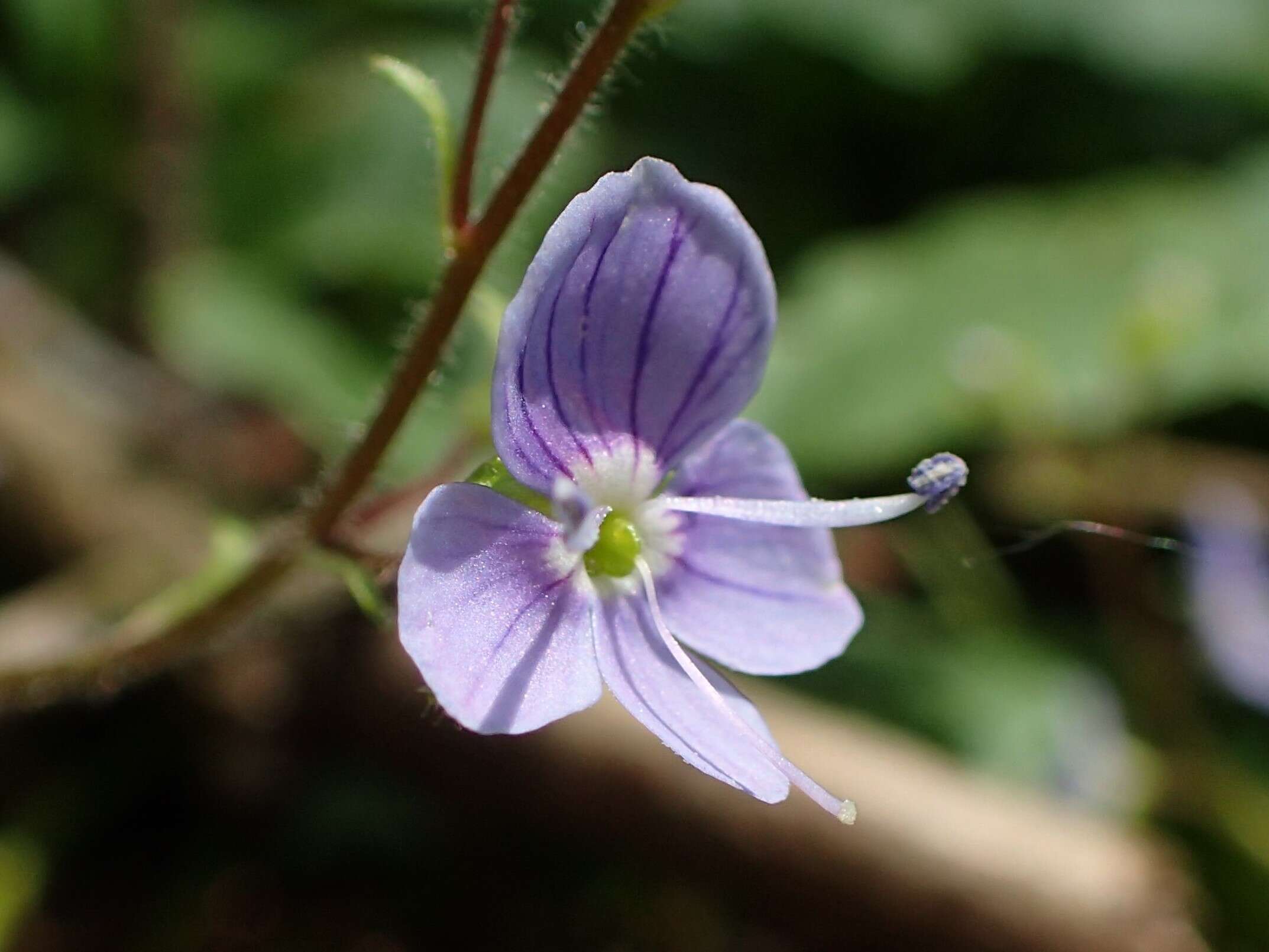 Image of Wood speedwell