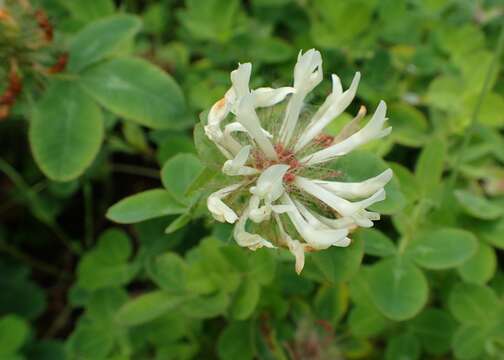 Image of Trifolium pignantii Fauche & Chaub.