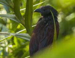 Image of Philippine Coucal