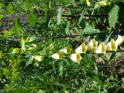 Слика од Digitalis grandiflora Mill.