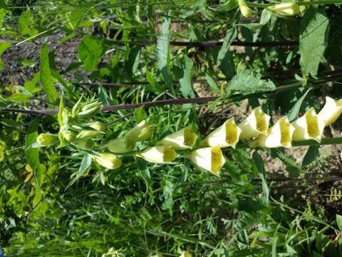 Imagem de Digitalis grandiflora Mill.