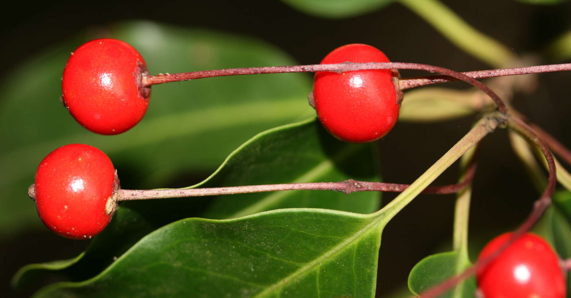 Image of Ilex pedunculosa Miq.