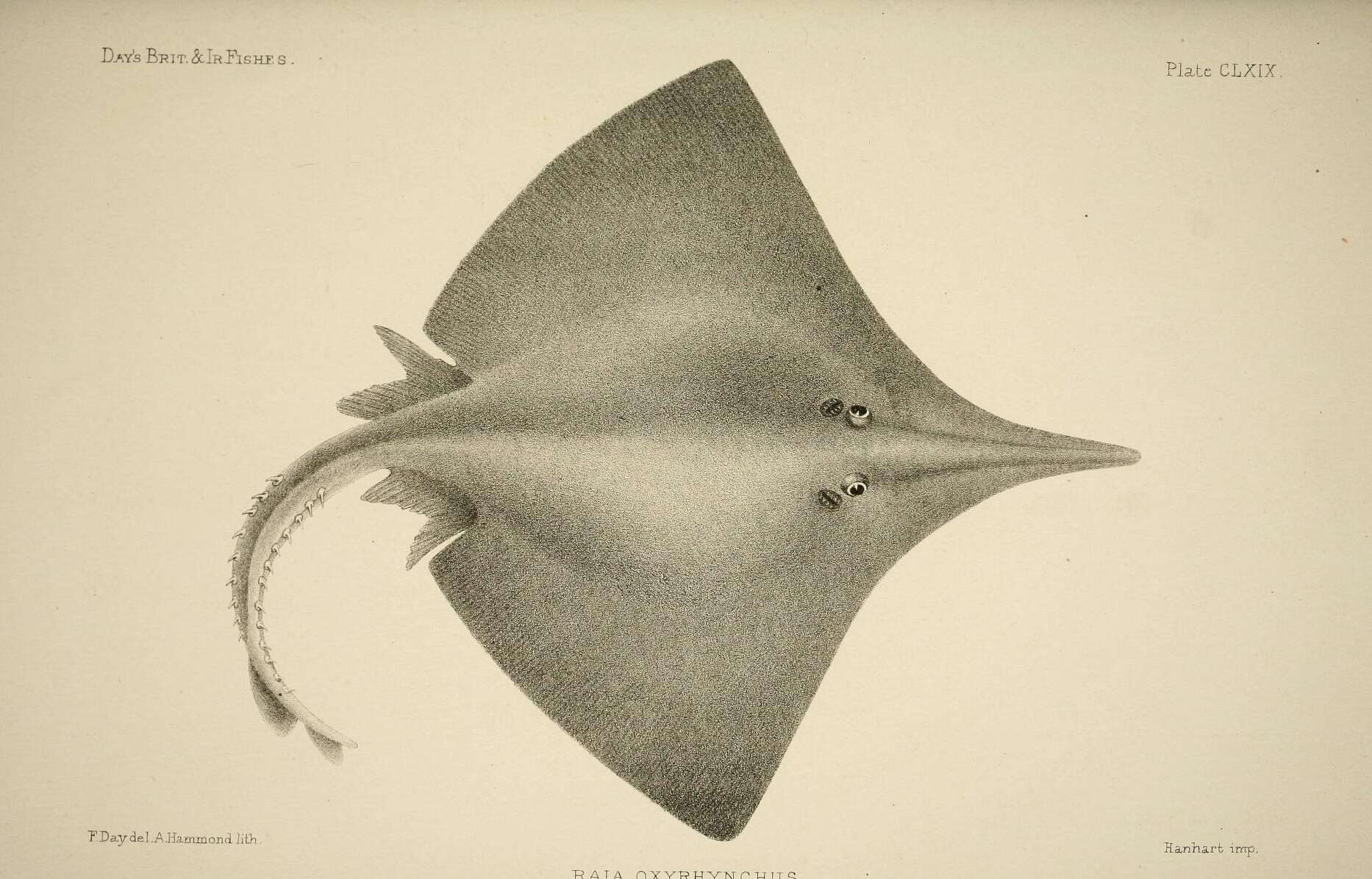 Image of Longnosed Skate