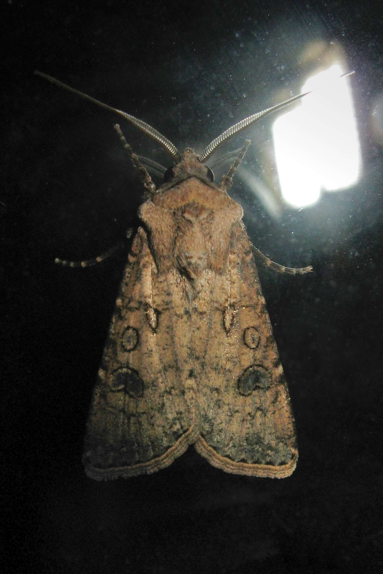 Image of turnip moth