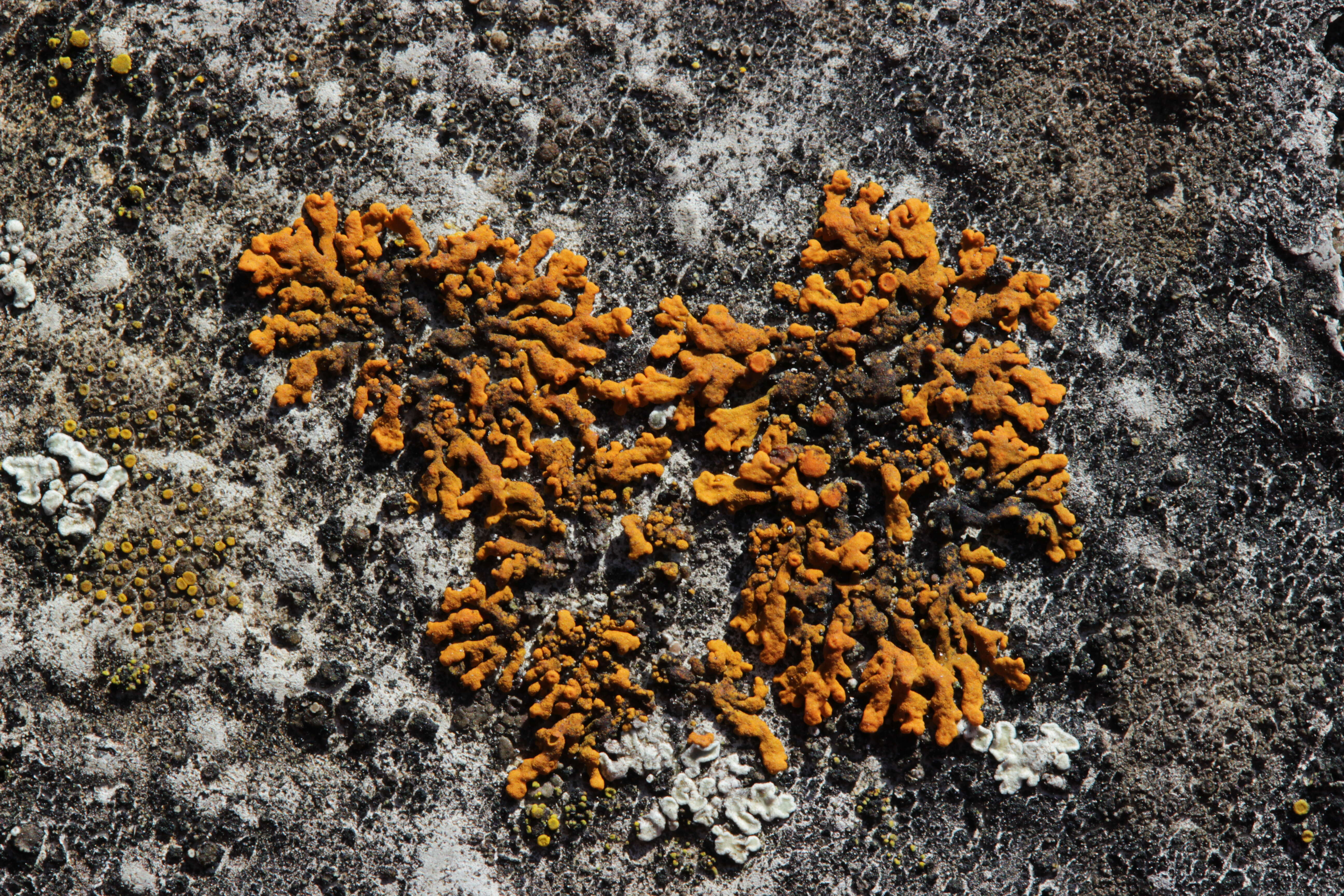 Image of elegant orange wall lichen