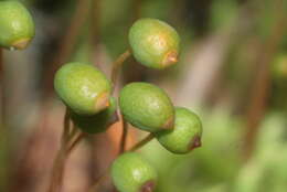 Image of thick-nerved apple-moss