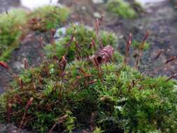 Image of tortula moss