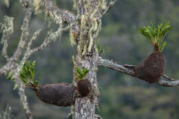 Plancia ëd Myrmecodia