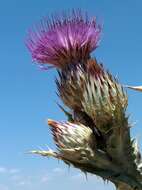 Image of Moor's Cotton Thistle