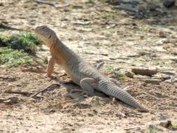 Image of Hardwick's spiny-tailed lizard