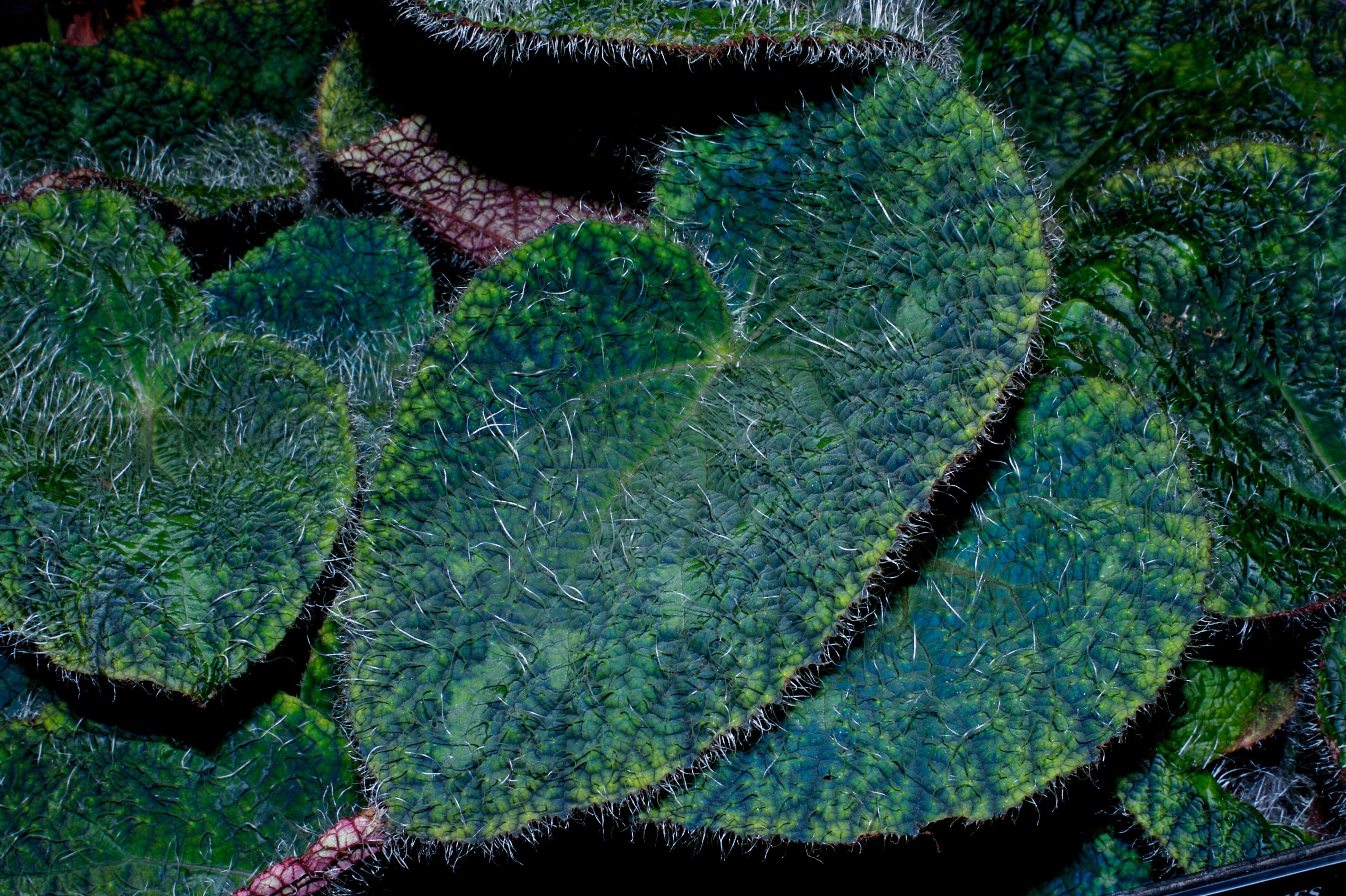 Image of Begonia sizemoreae Kiew