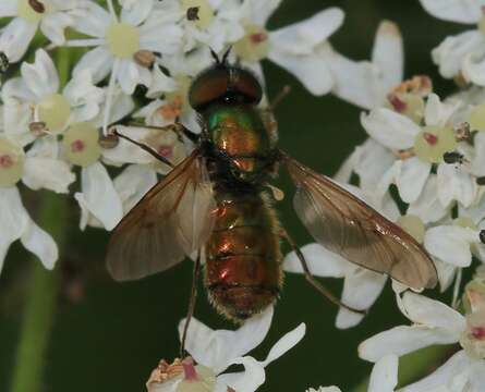 Sivun Chloromyia formosa (Scopoli 1763) kuva