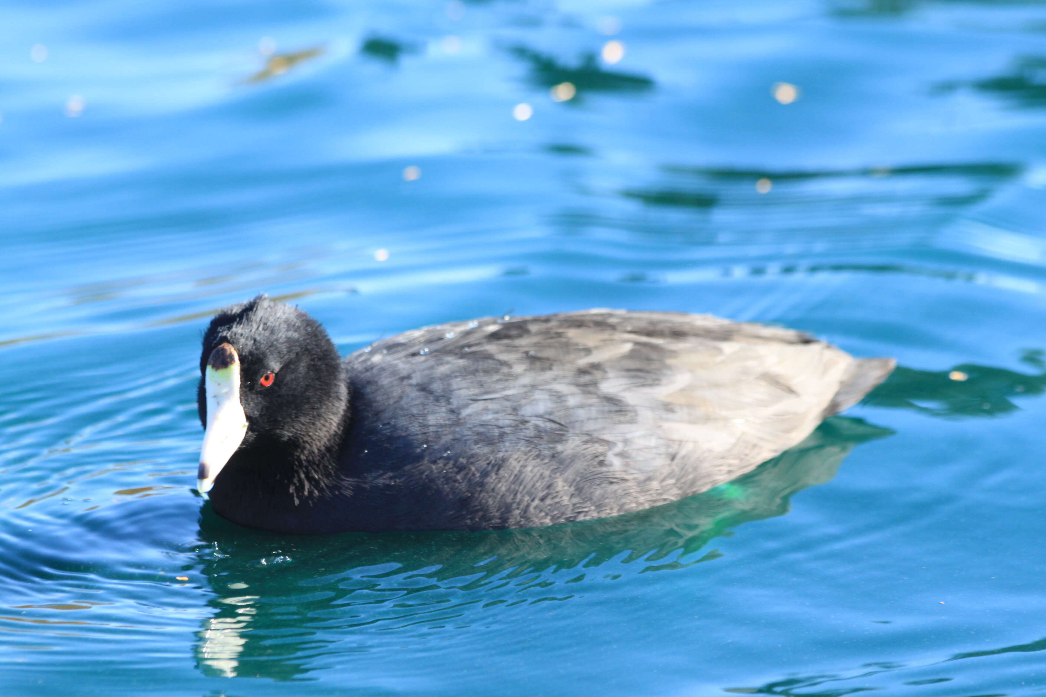 Image of Fulica Linnaeus 1758