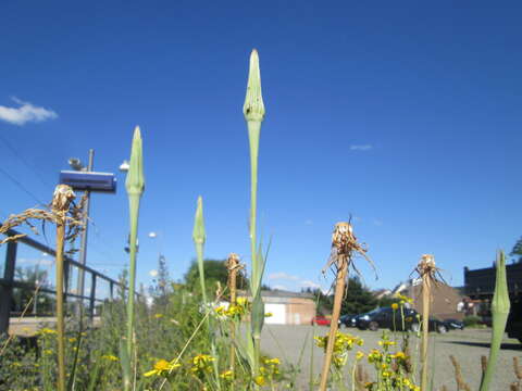 Image of yellow salsify