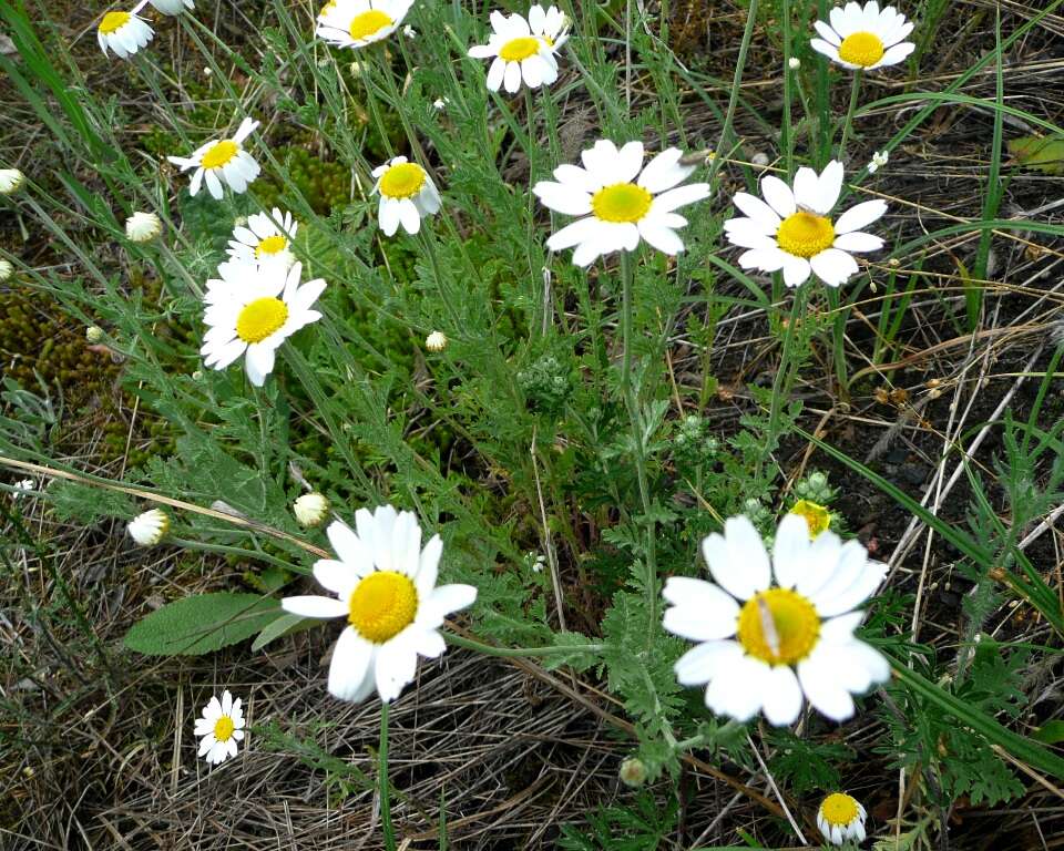 Anthemis arvensis L. resmi