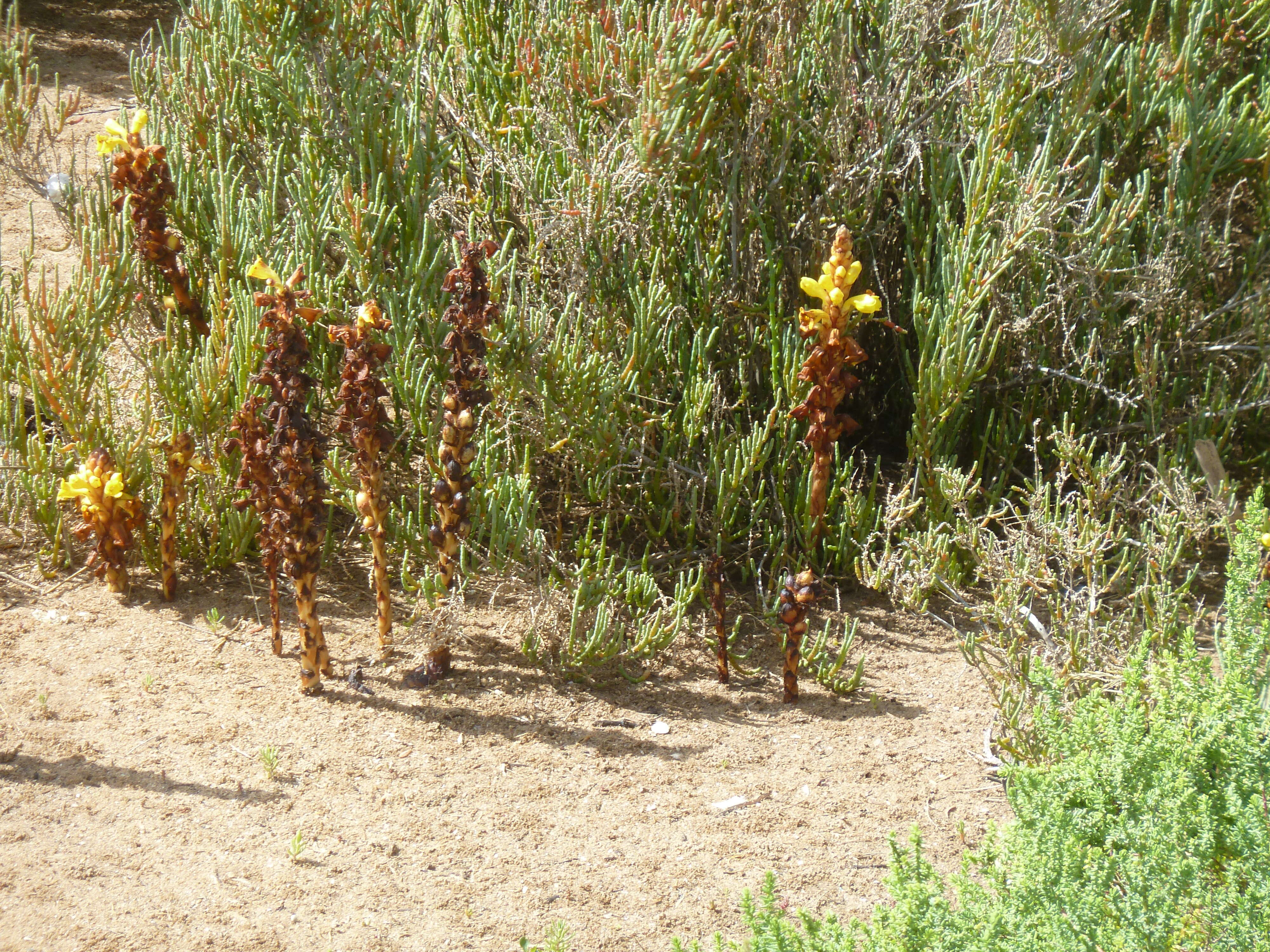 Image of Cistanche phelypaea