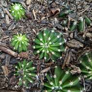 Image of Echinopsis oxygona