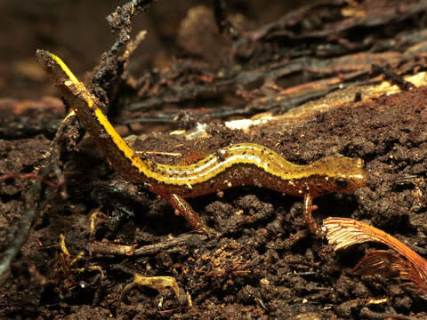 Image of Northern Two-lined Salamander