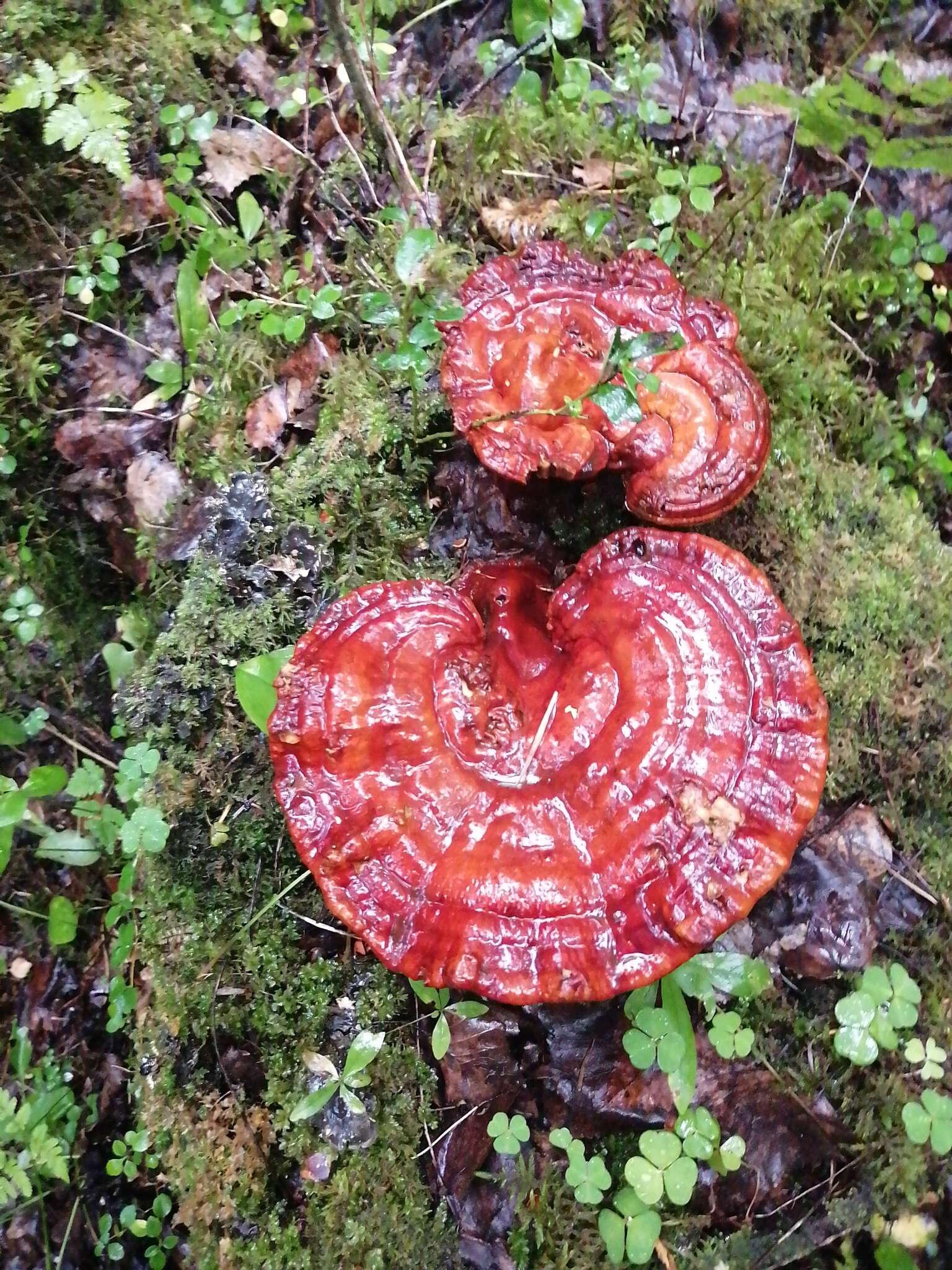 Image of lingzhi mushroom