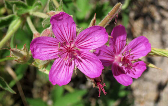 Image of sticky purple geranium