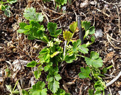 Image of prostrate marshwort