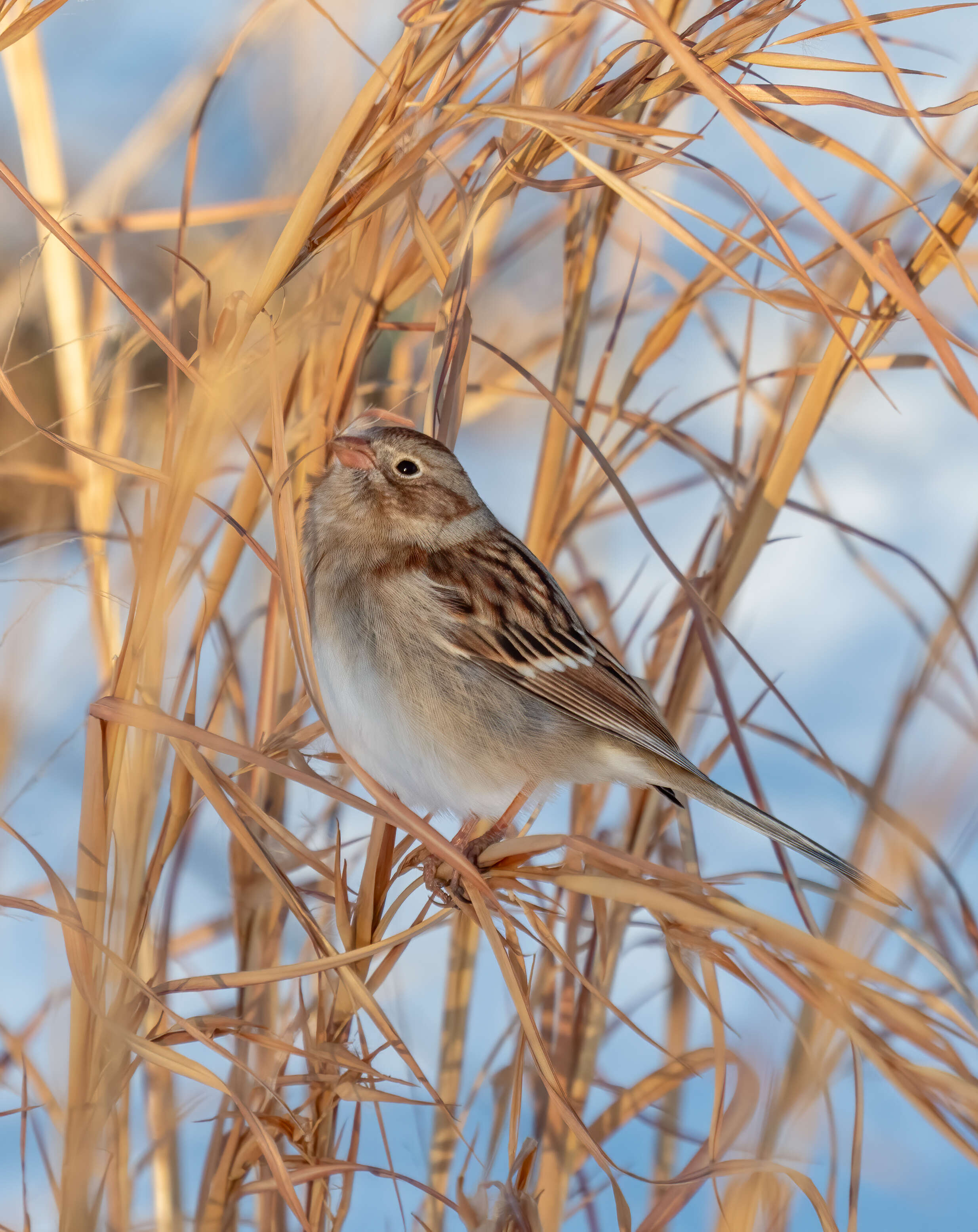 Image of Field Sparrow