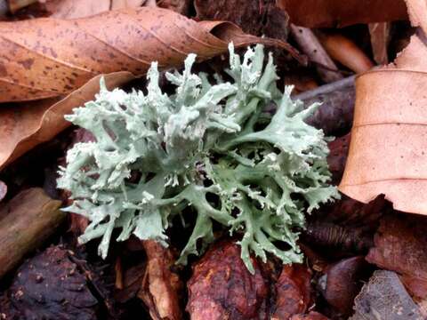 Image of ring lichen