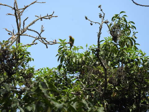 Image of Plum-headed Parakeet