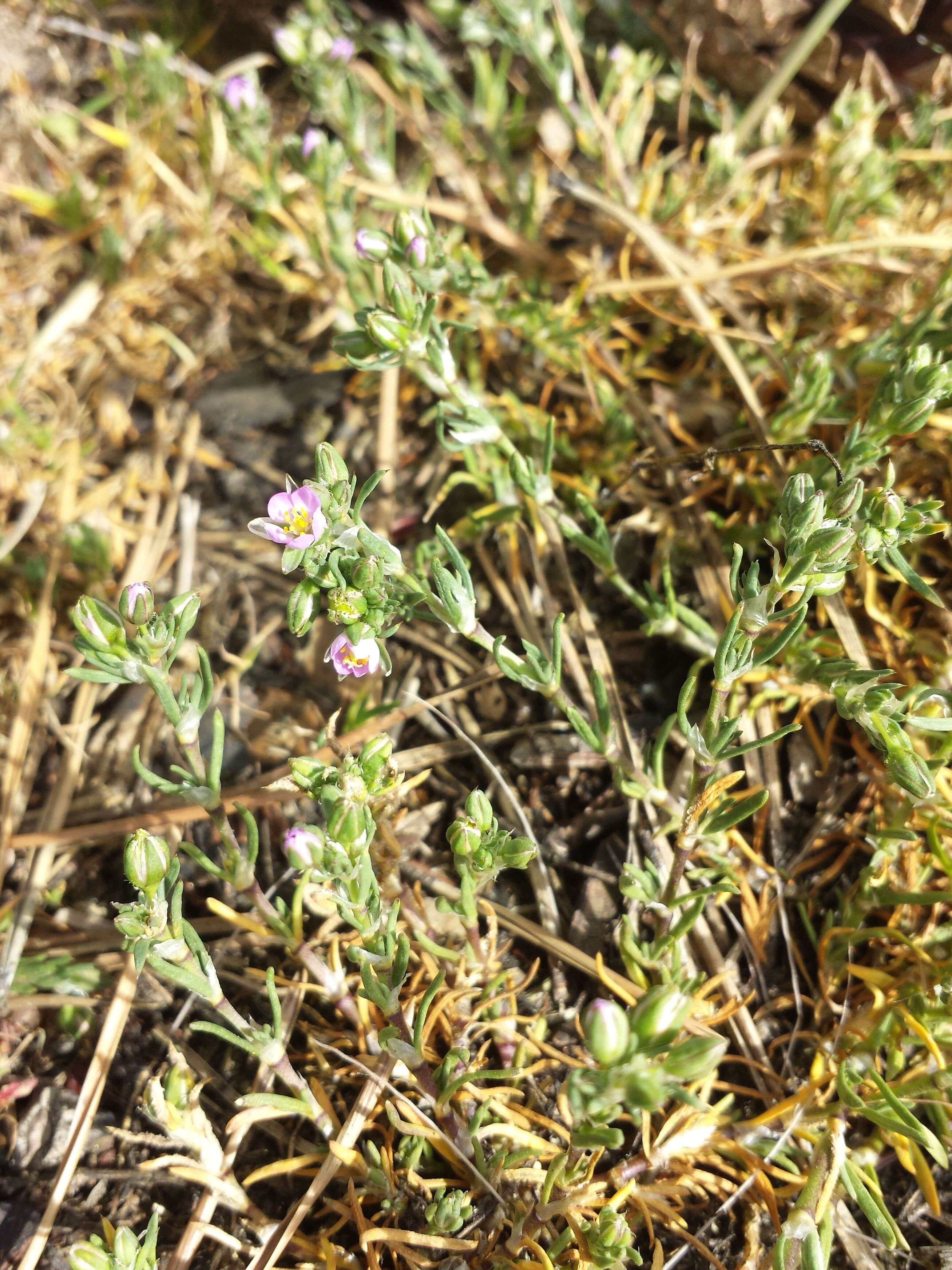 Image of red sandspurry