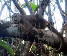 Image of Maranon white fronted capuchin